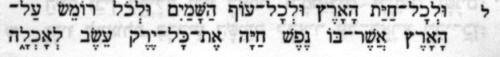 Genesis 1,30 in hebrischer Schrift